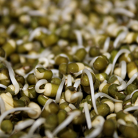 Soybean sprout extract